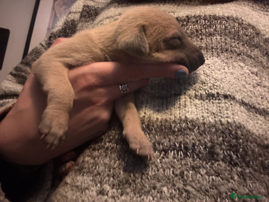 Lurcher dogs for sale: Indie & Murphy’s Love Story – The Next Chapter 🐾 - Advert 2