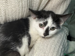 Mixed Breed cats Gorgeous kittens for sale - Advert 11