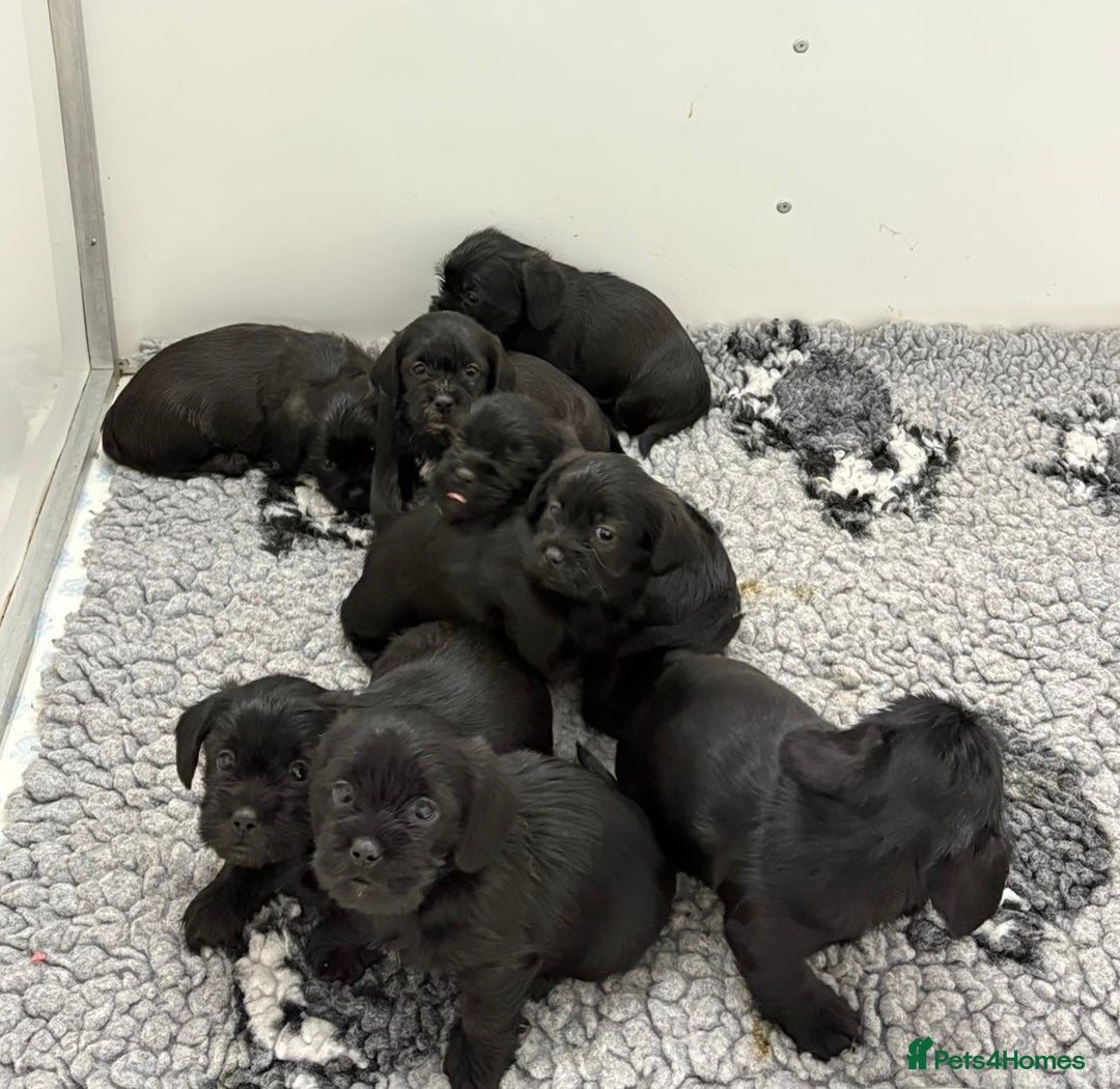 Mixed Breed dogs for sale: Shihtzu x mini wire daxi adorable  - Advert 2