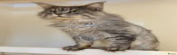 Maine Coon cats for sale: 🤍 Exceptional Polydactyl Champion Lines MC in Sidcup - Advert 10