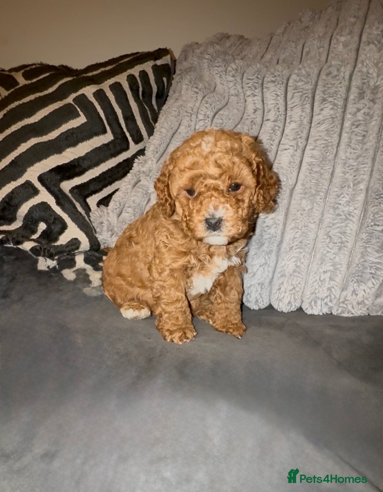 Cavapoo dogs Cavapoo GIRL puppy F1BB  - Advert 7