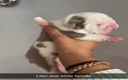 English Bulldog dogs for sale: Beautiful English bulldog puppies ***10/10DNA - Image 8