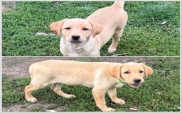 Labrador Retriever dogs for sale: 2 Yellow Females 👀🏡 in Boston - Image 1