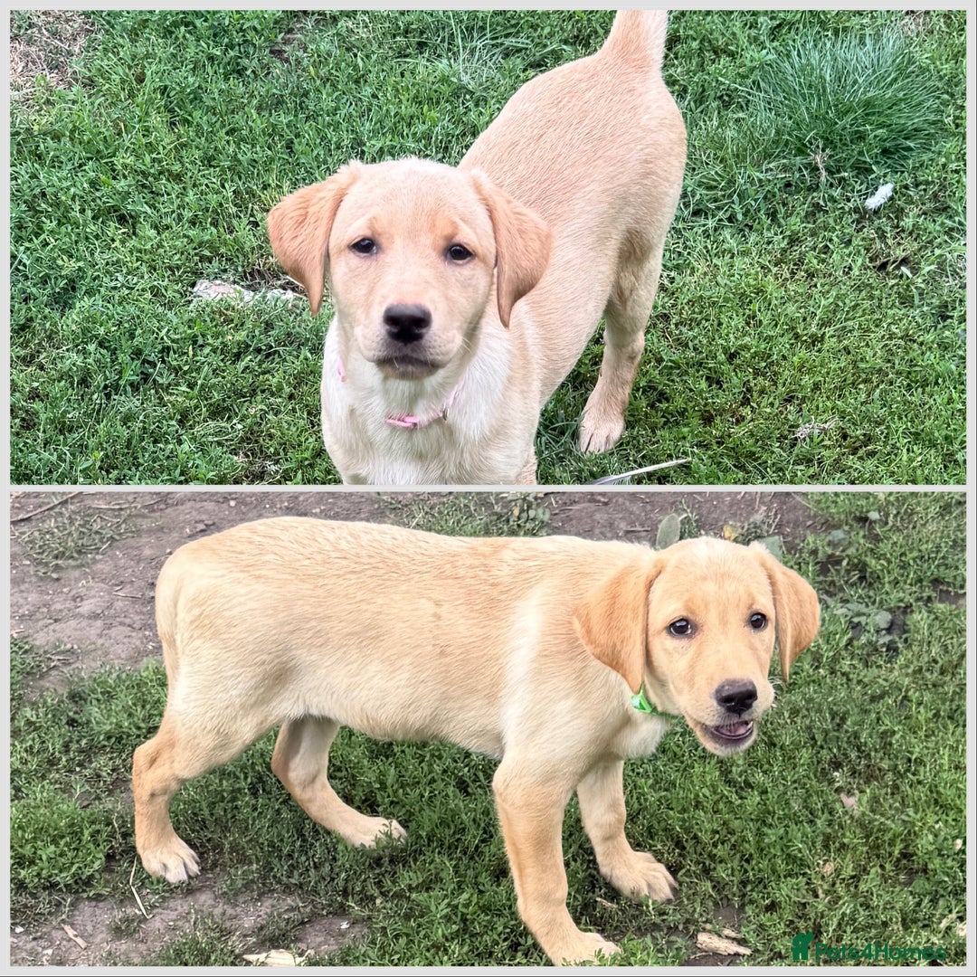 Labrador Retriever dogs for sale: 2 Yellow Females 👀🏡 in Boston - Image 1