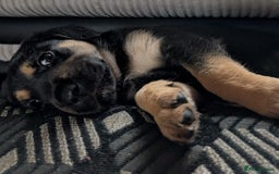 Goldador dogs for sale: Stunning Black Lab/Golden Retriever Puppies - Advert 27