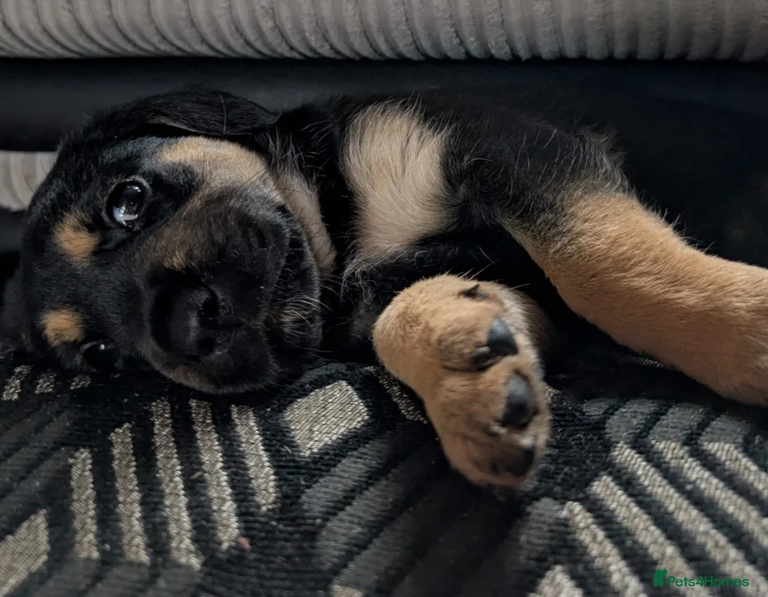 Goldador dogs for sale: Stunning Black Lab/Golden Retriever Puppies - Advert 25