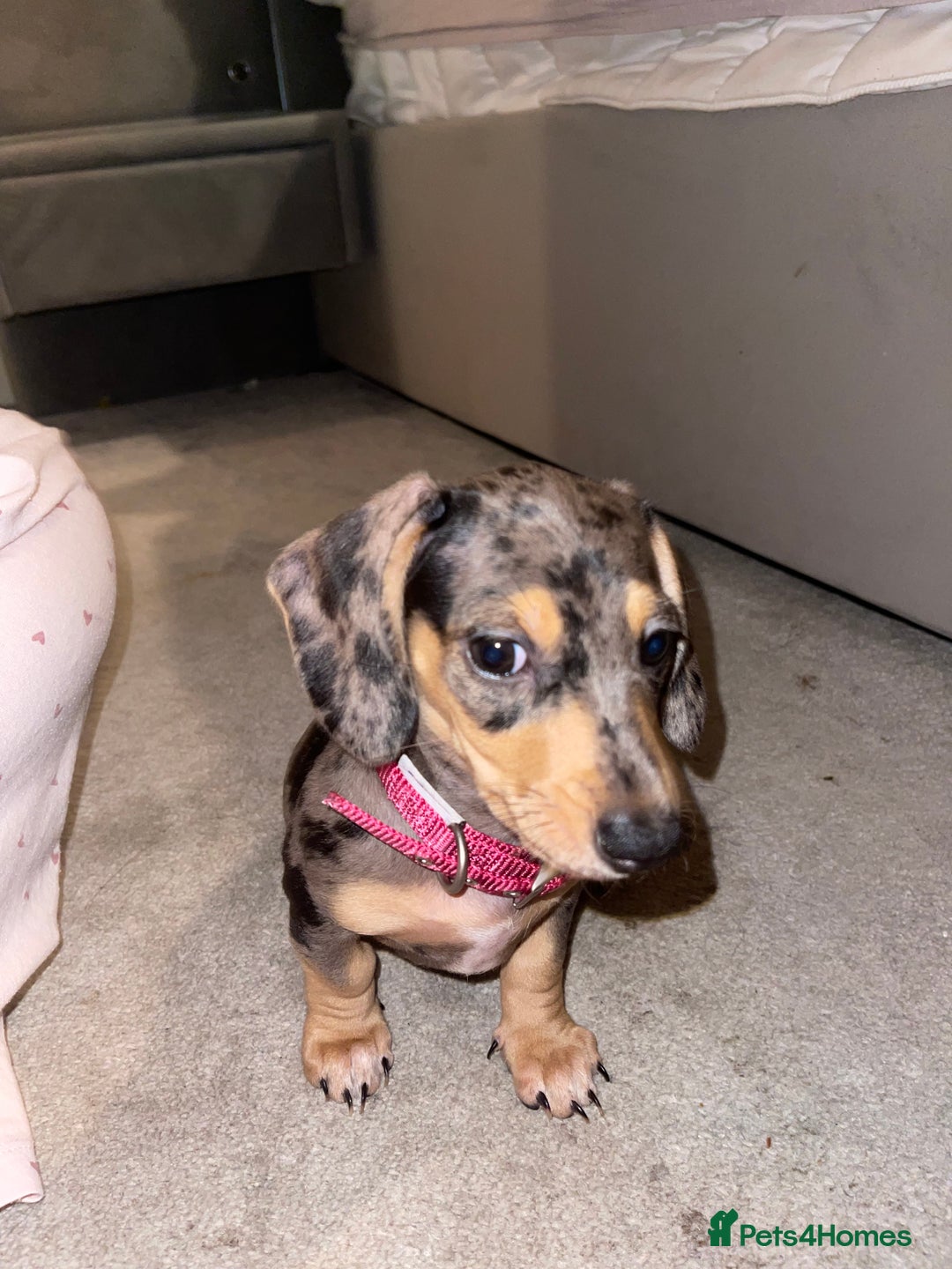 Miniature Dachshund dogs for sale: Skyla for sale  - Advert 3