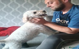 Cavapoochon dogs for sale: Cavapoochon puppies available  - Image 8
