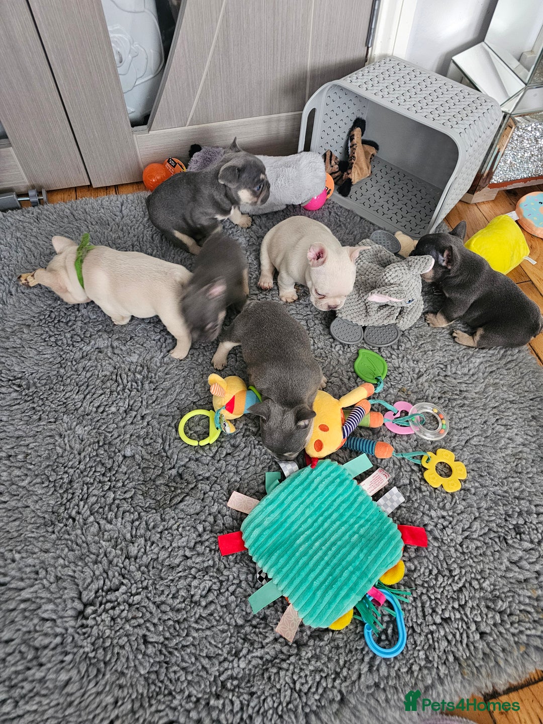 French Bulldog dogs for sale: Georgous french bulldogs for sale  - Image 8