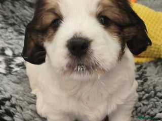 Mixed Breed dogs Gorgeous Male Cocker Bassett x Shichon Puppy - Advert 6
