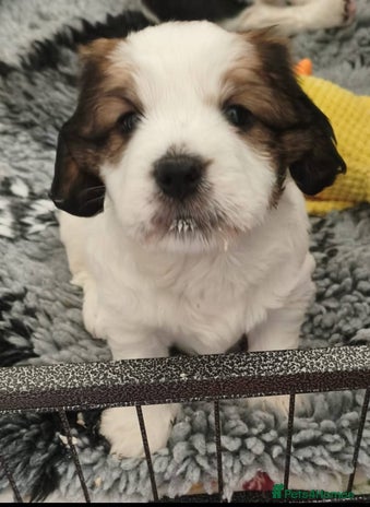 Mixed Breed dogs Gorgeous Male Cocker Bassett x Shichon Puppy - Advert 2