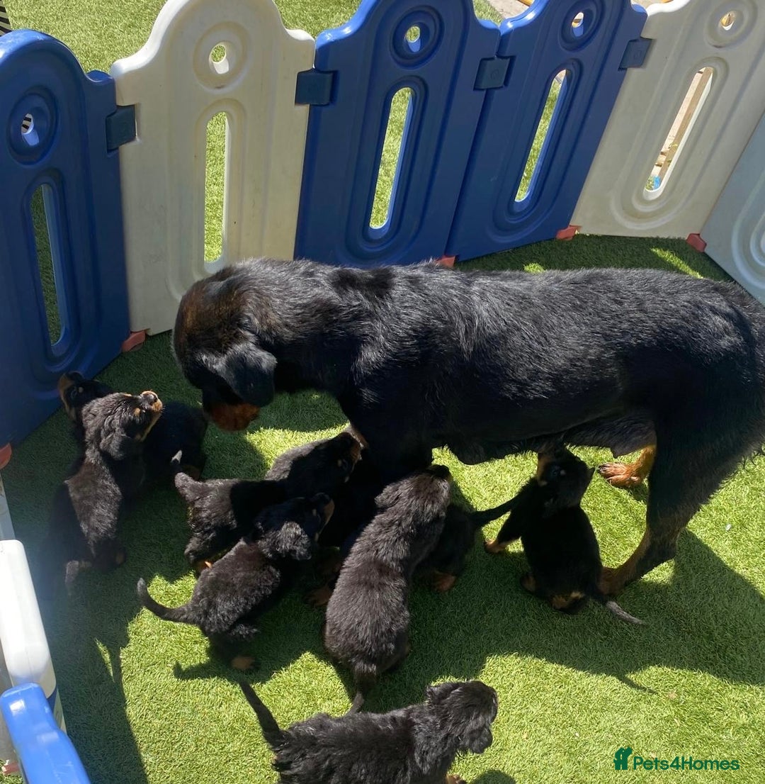 Rottweiler dogs for sale: Beautiful Rottweilers - Image 21