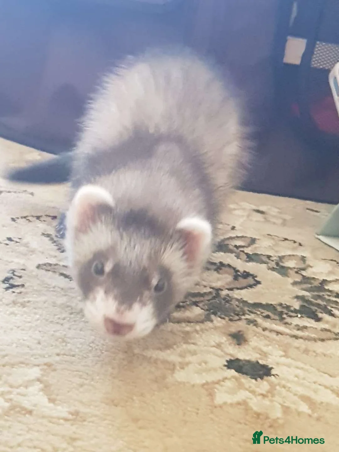 Ferret rodents for sale: Male ferret looking new family  - Advert 6