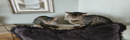 Bengal cats for sale: 3 Cats Need Loving Home - Advert 4