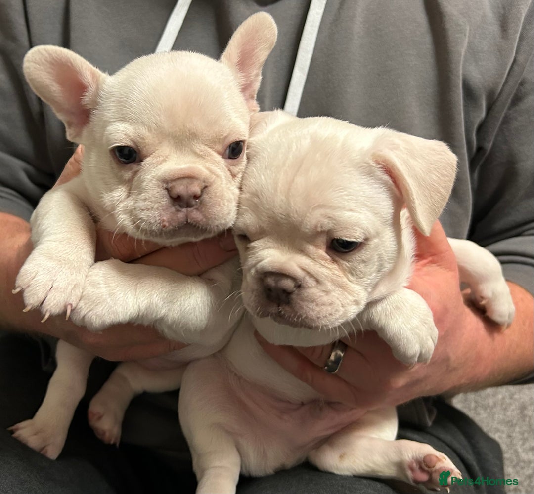French Bulldog dogs for sale: Litter of 4 beautiful pups 🐶  - Advert 6