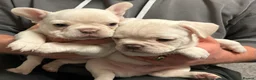 French Bulldog dogs for sale: Litter of 4 beautiful pups 🐶  - Advert 6