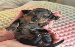 Miniature Dachshund dogs for sale: BEAUTIFUL KC REG AND PRA CLEAR MINIS - Image 5