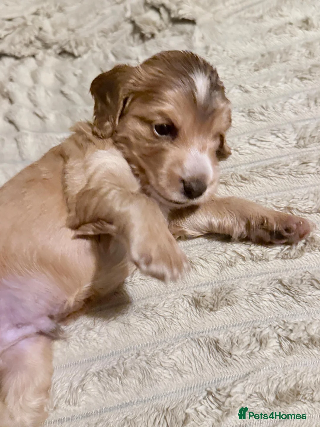 Cocker Spaniel dogs for sale: Bella’s Cocker Spaniel Puppies – 4 Boys, 1 Girl in Bedford - Advert 2