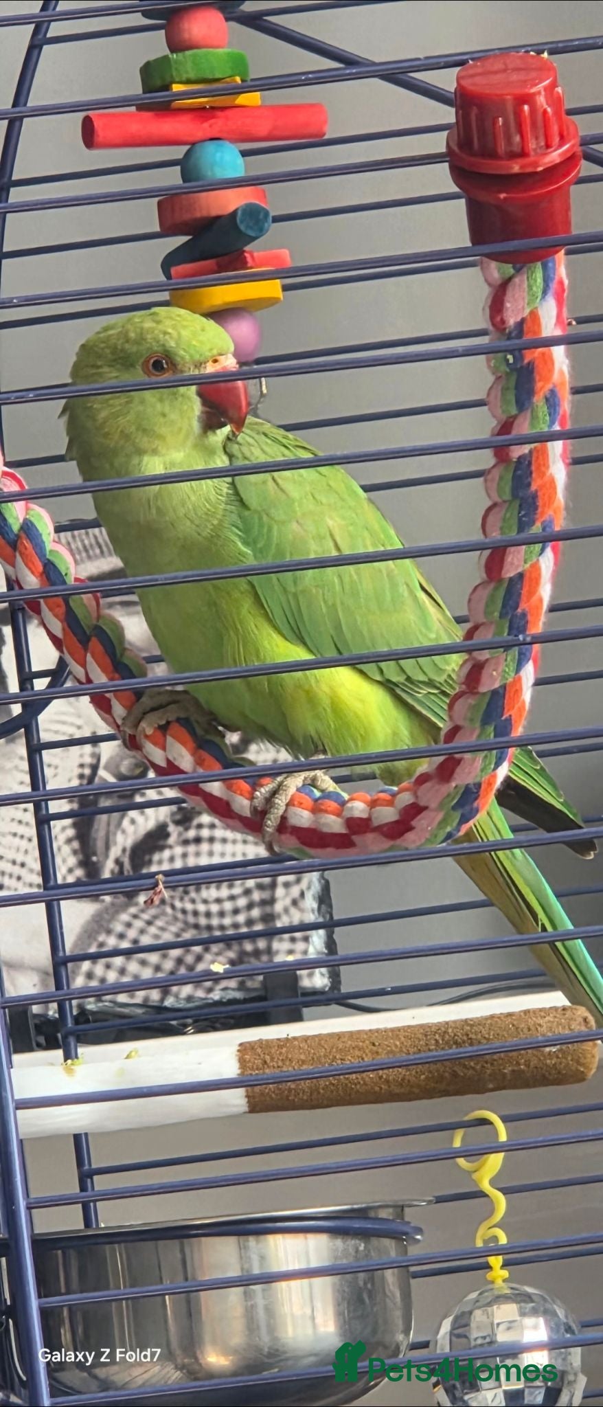 Ringnecks birds Indian ringneck  - Advert 1