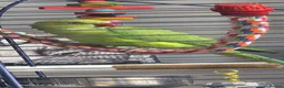 Ringnecks birds for sale: Indian ringneck  - Advert 1