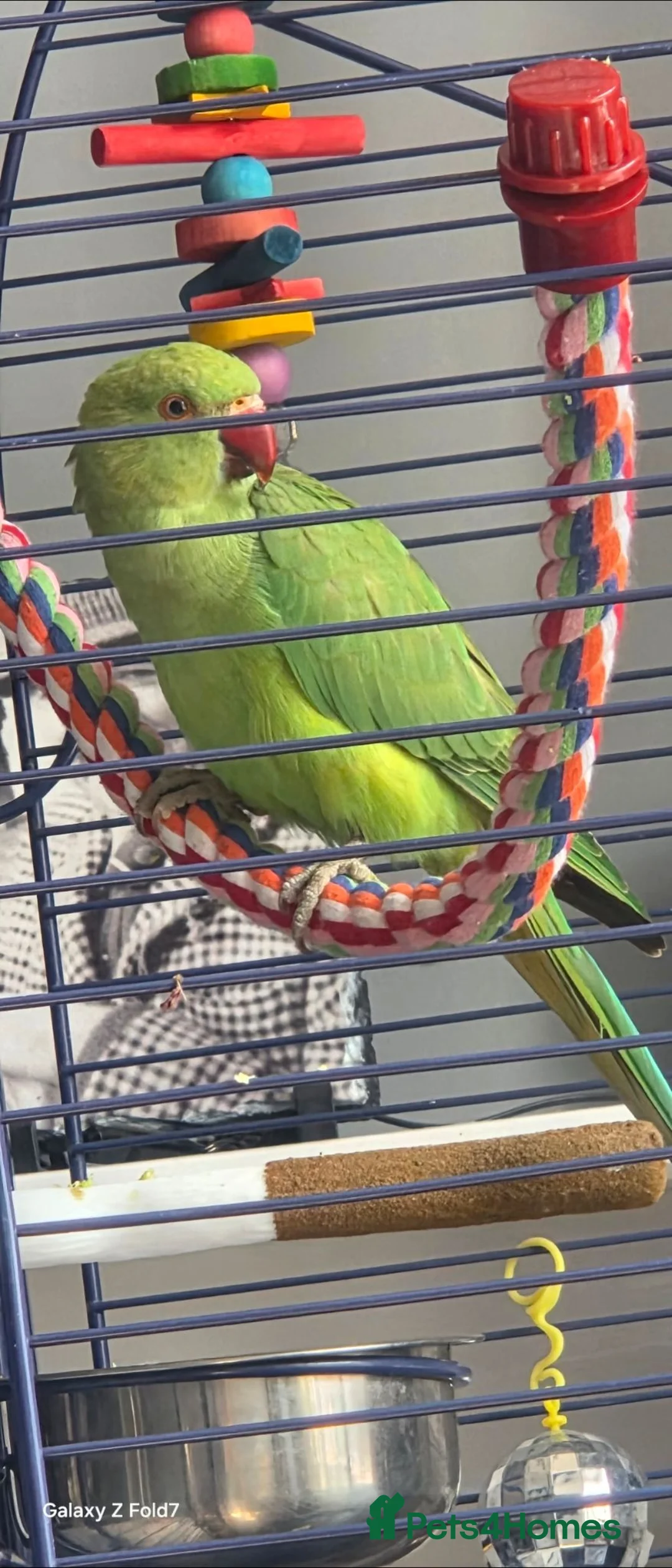 Ringnecks birds for sale: Indian ringneck  - Advert 1