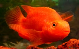 Cichlids fish for sale: Parrot fish - Advert 1