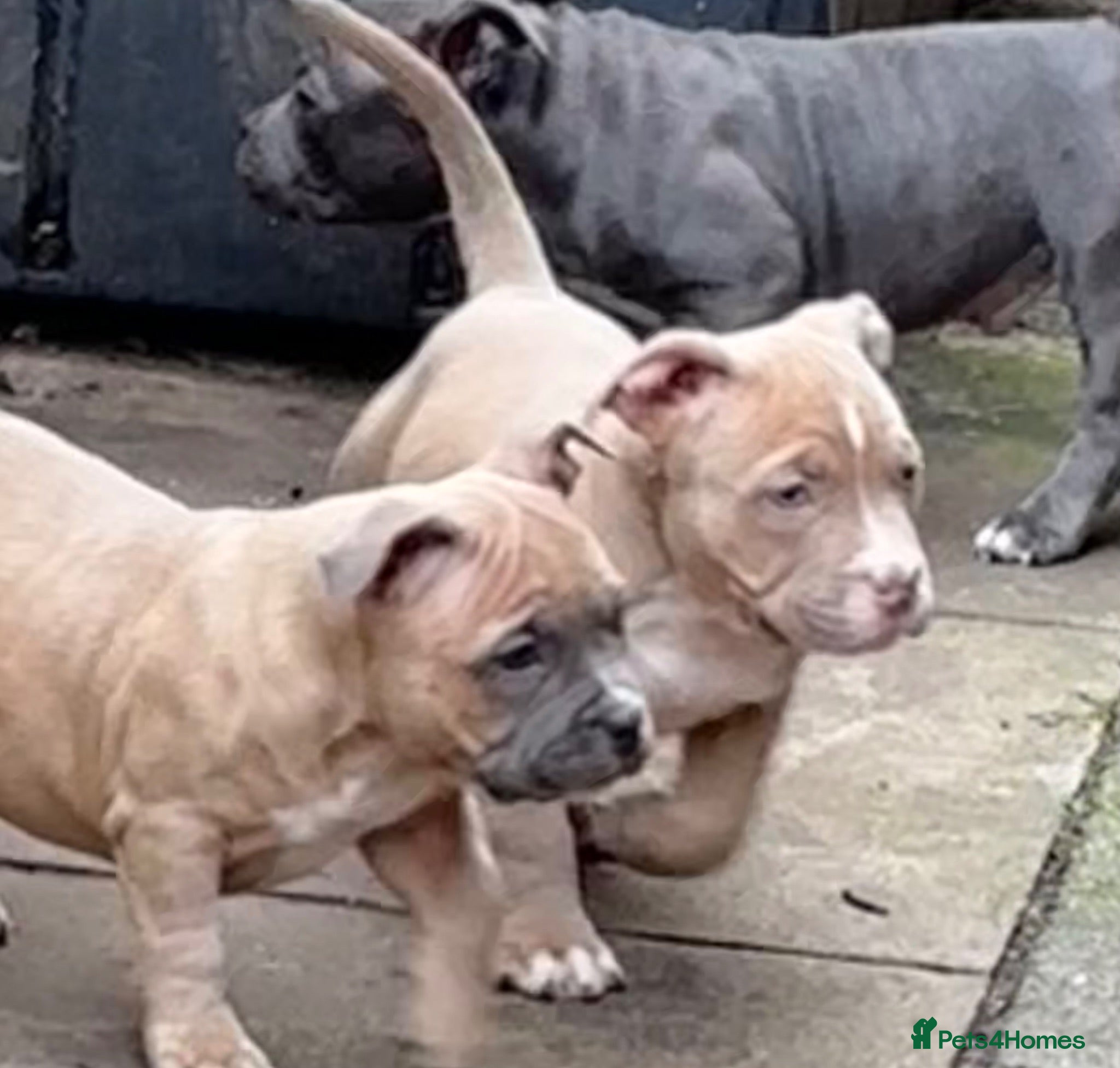 American Bully dogs American pocket bulldogs 2 left READY TO LEAVE  - Advert 13