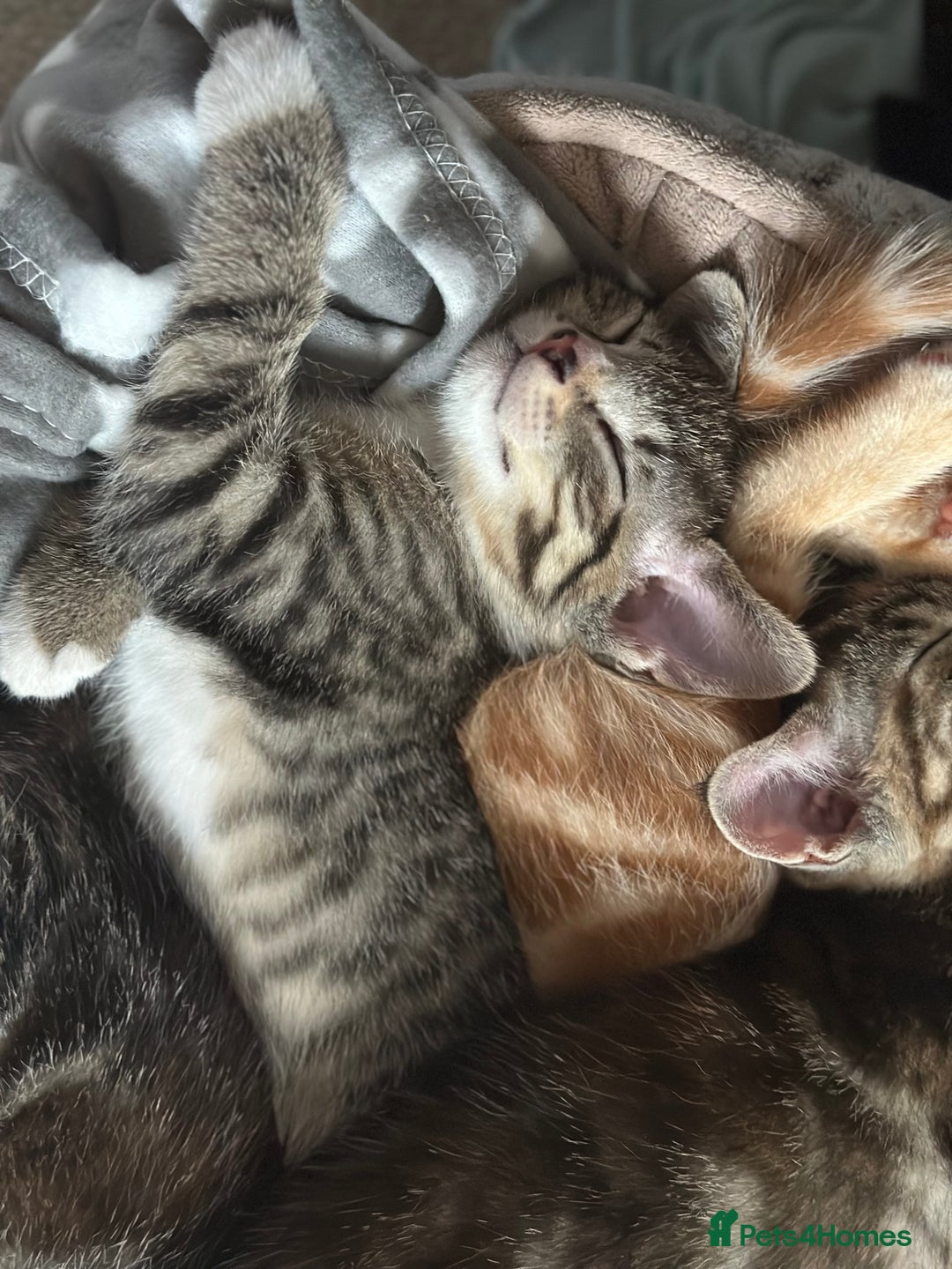 Mixed Breed cats for sale: Beautiful kittens - Image 36