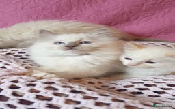 Ragdoll cats for sale: 💖Beautiful GCCF Registered Ragdoll Kittens. - Image 19