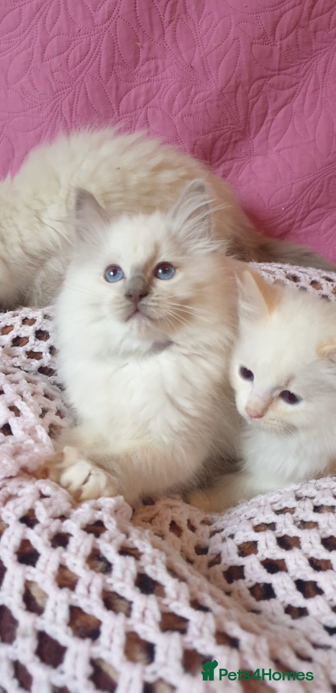 Ragdoll cats for sale: 💖Beautiful GCCF Registered Ragdoll Kittens. - Image 19