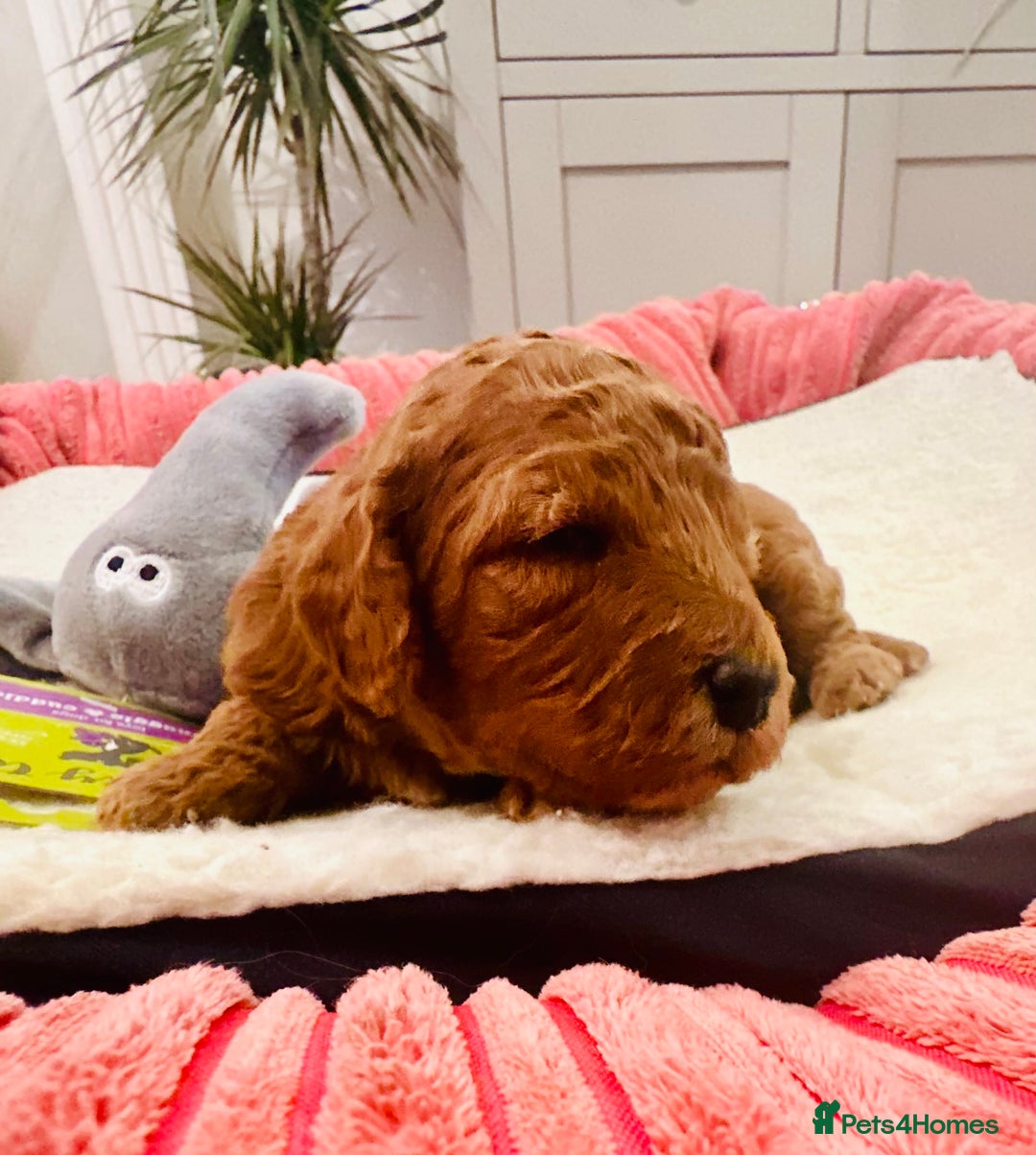 Cavapoo dogs for sale: Toy Cavapoo Puppies  - Advert 11