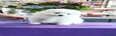 Japanese Spitz Puppy 3