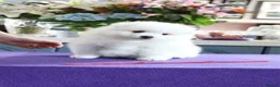 Japanese Spitz dogs for sale: Adorable Japanese Spitz male puppie - Advert 11