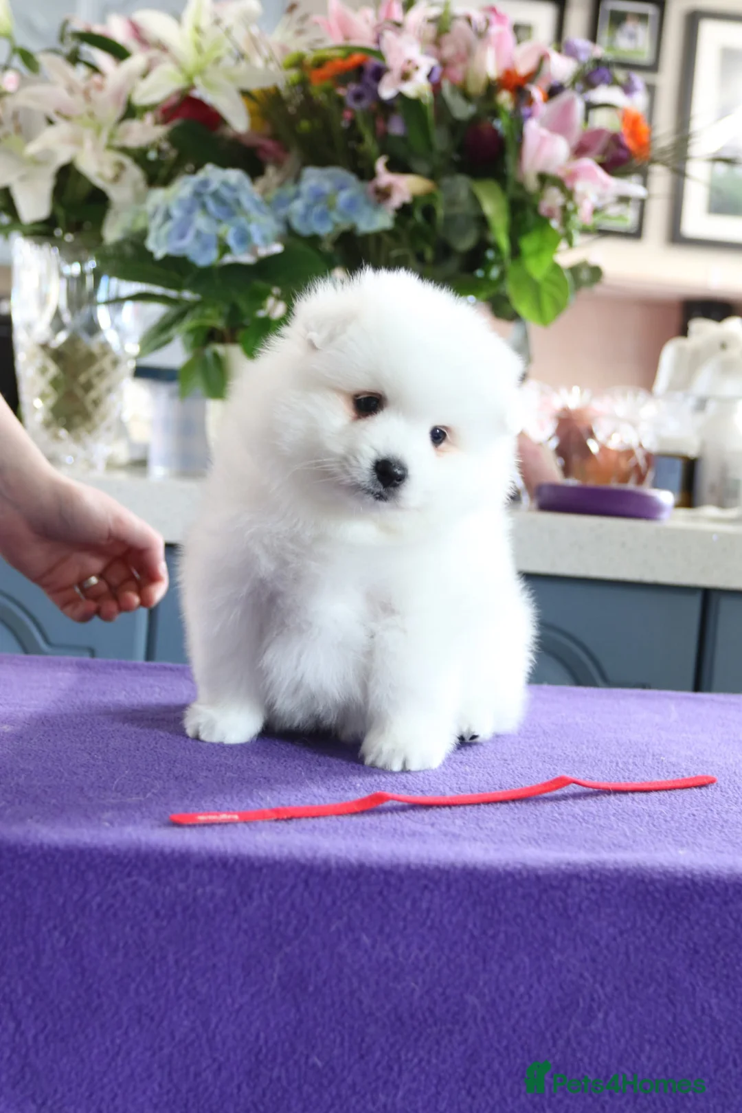 Japanese Spitz dogs for sale: Adorable Japanese Spitz male puppie - Advert 17