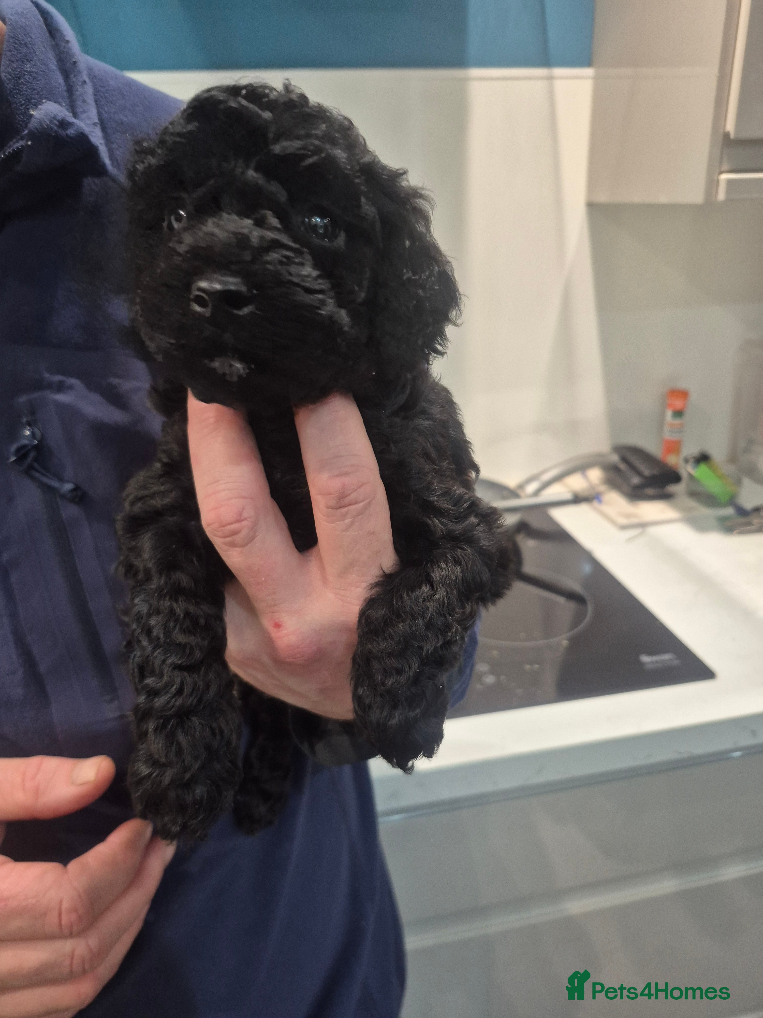 Cockapoo dogs Beautiful pure black cockapoo girl  - Advert 11