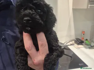 Cockapoo dogs Beautiful pure black cockapoo girl - Advert 11