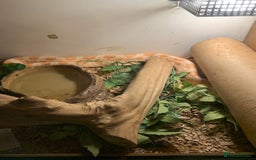 Corn Snake reptiles for sale: Corn snakes for sale - Image 5