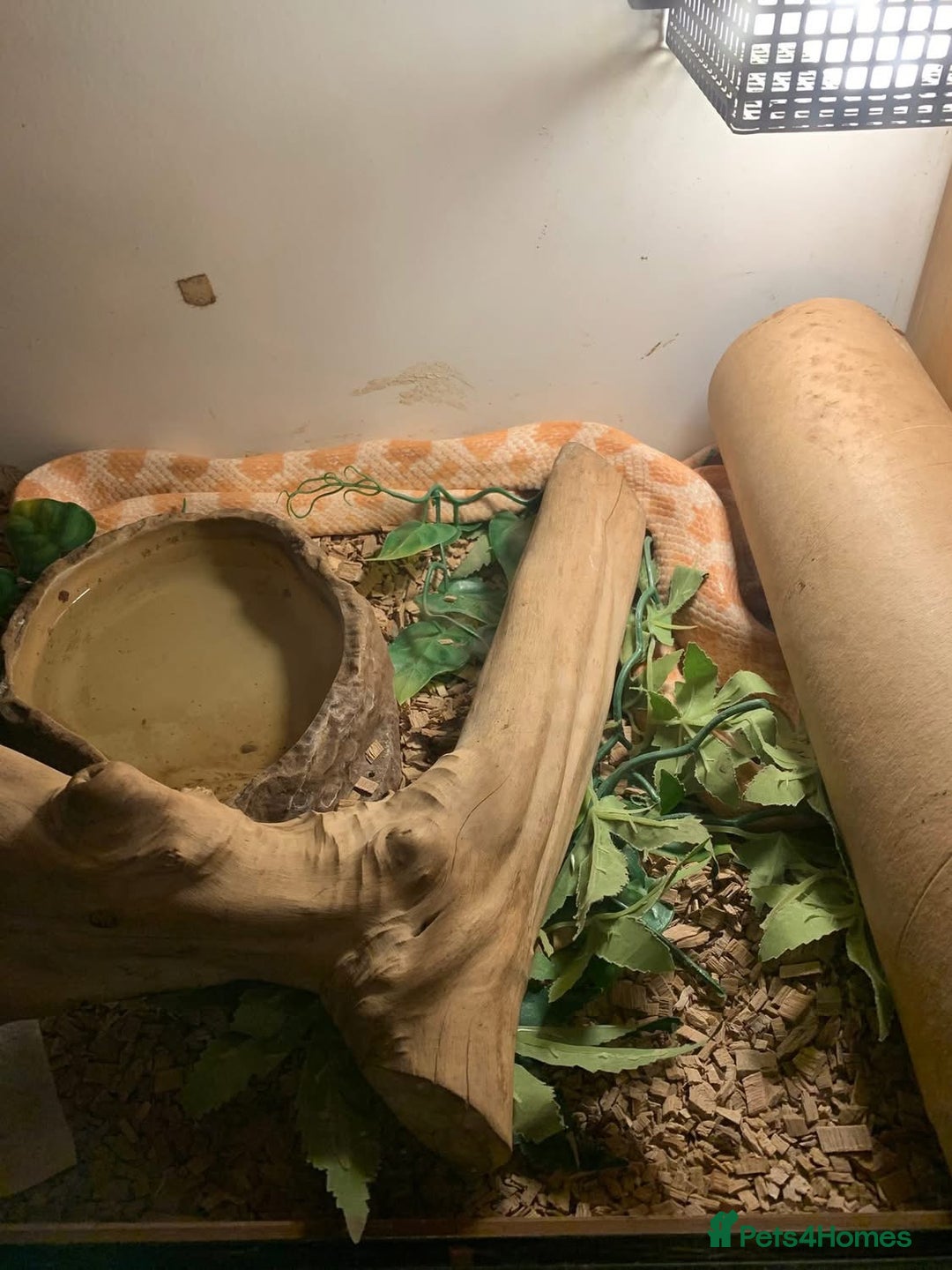 Corn Snake reptiles for sale: Corn snakes for sale - Image 5