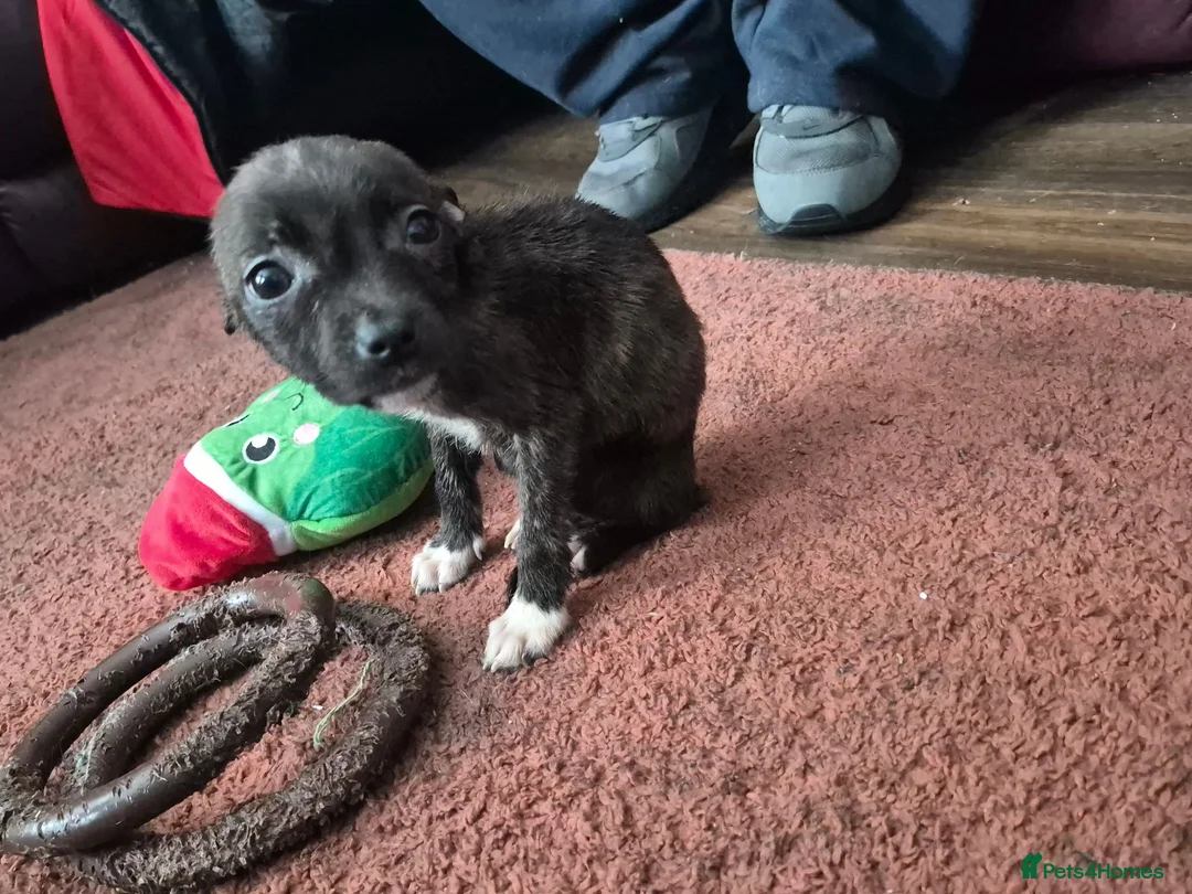 Staffordshire Bull Terrier dogs for sale: Staffy pups - Advert 2