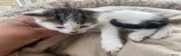 Mixed Breed cats for sale: Beautiful long hair kittens  - Advert 4