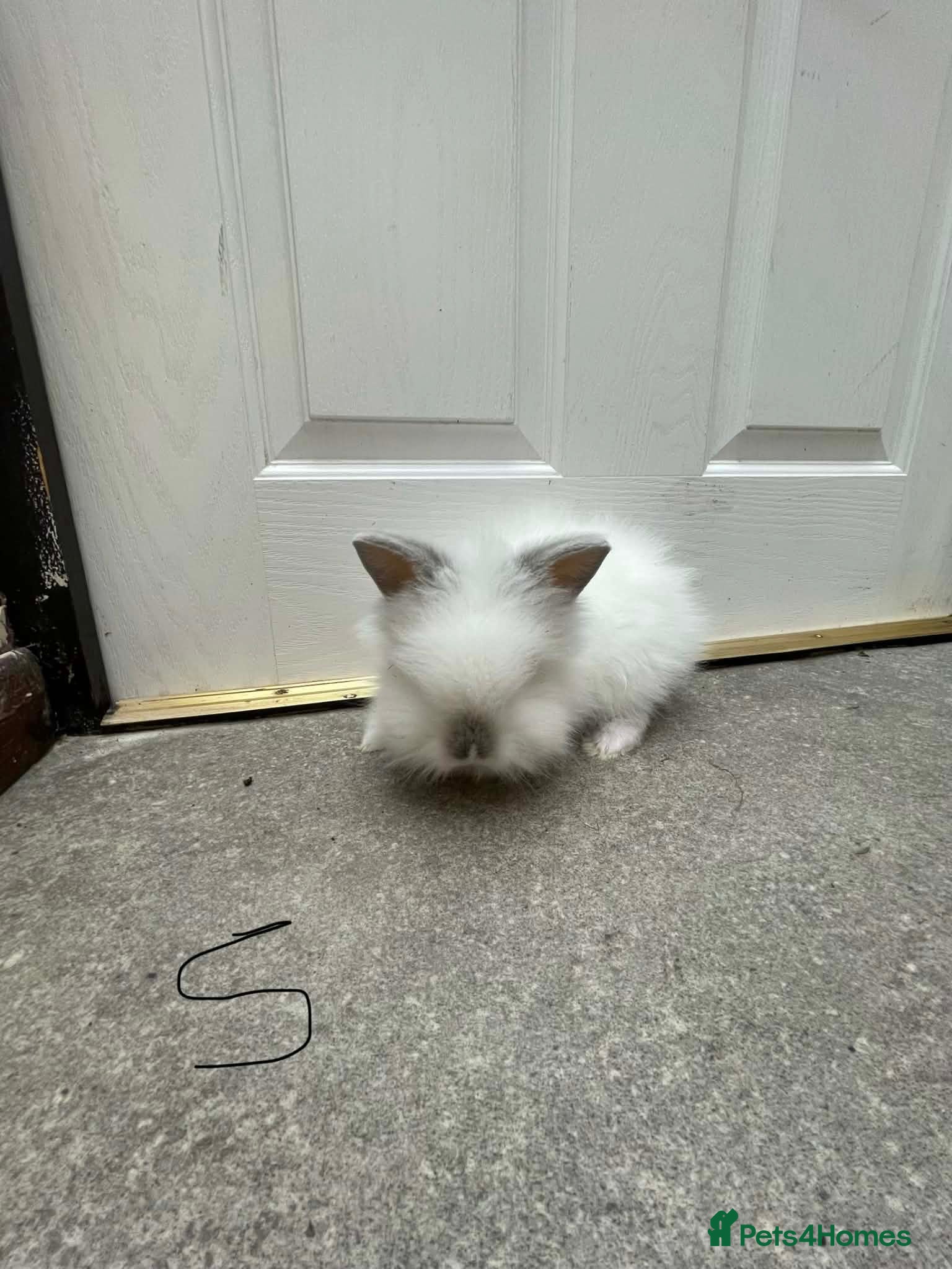 Lionhead rabbits Double manned Lionhead baby rabbits for sale - Advert 18