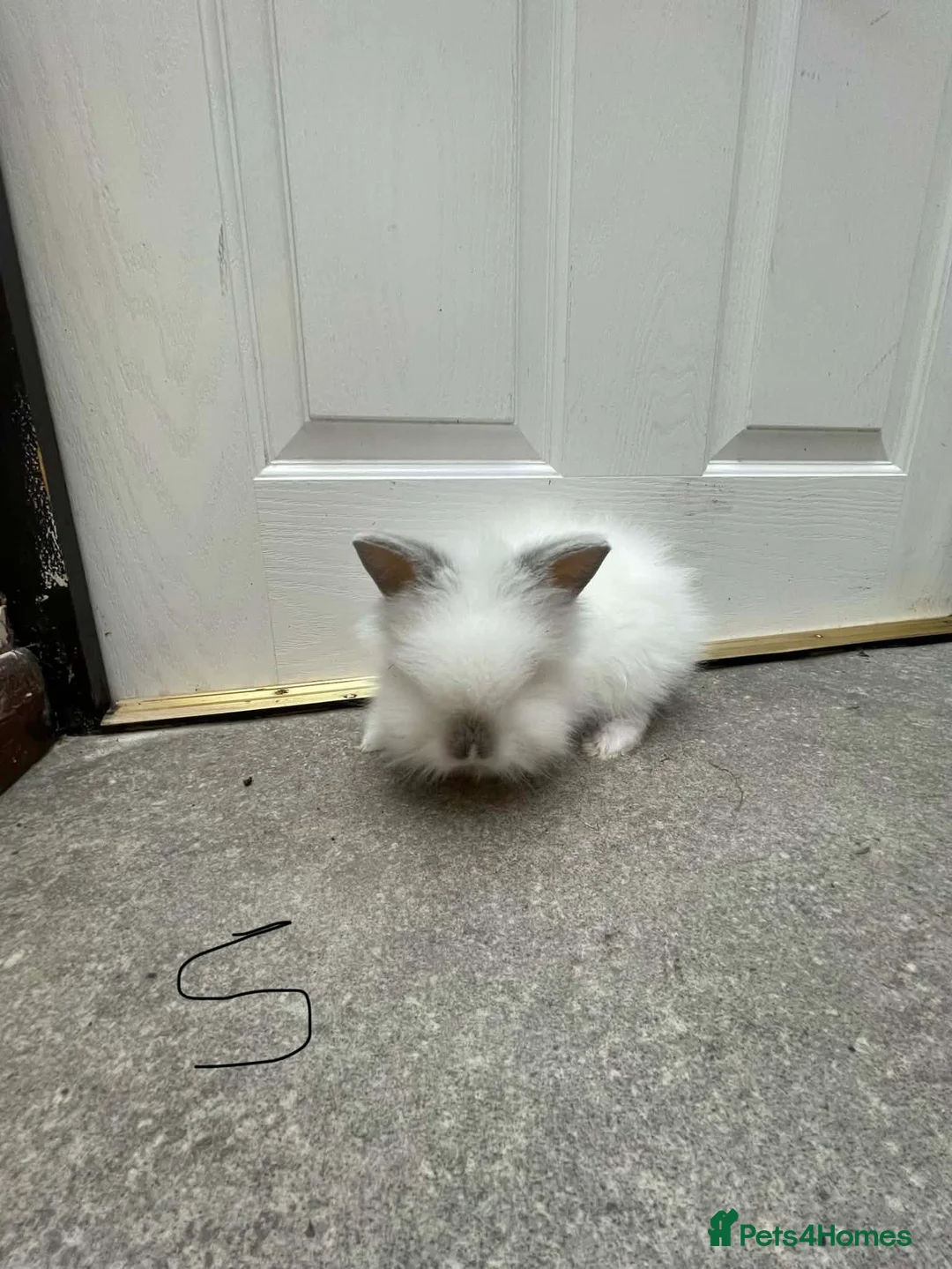 Lionhead rabbits for sale: Double manned Lionhead baby rabbits for sale in Coalville - Advert 1