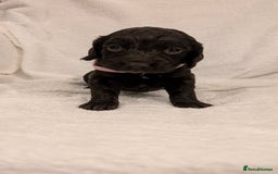 Cocker Spaniel dogs for sale: Cocker Spaniel  - Image 6