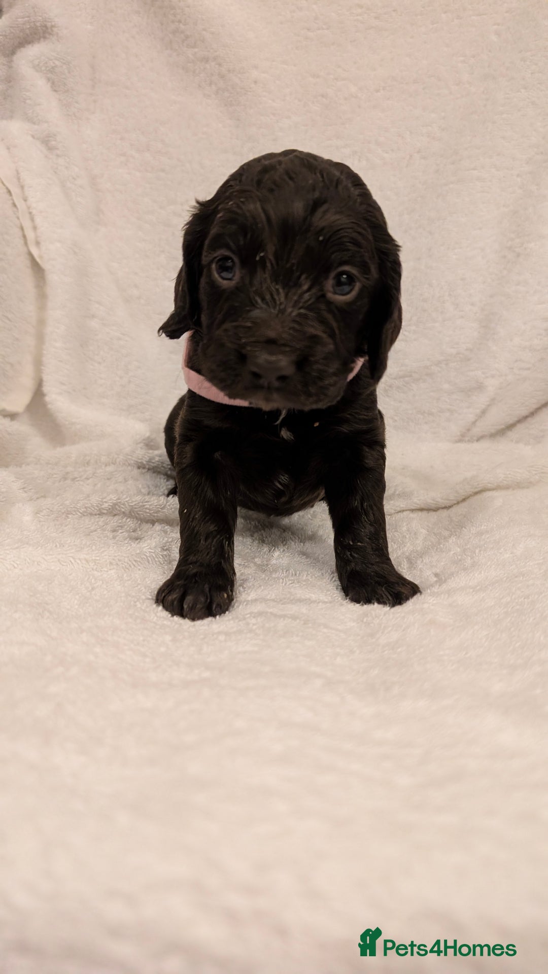 Cocker Spaniel dogs for sale: Cocker Spaniel  - Image 6