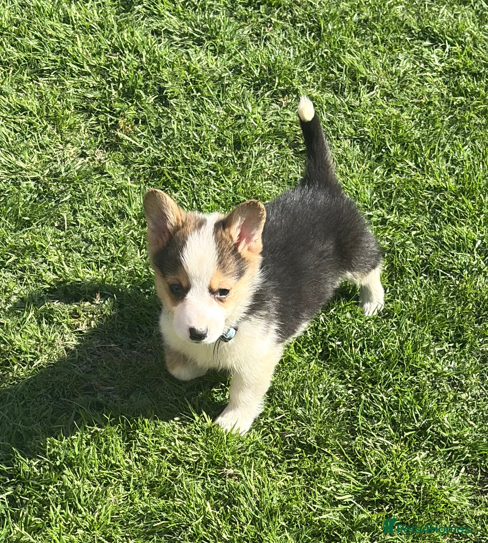 Welsh Corgi Pembroke dogs Beautiful Pembrokeshire corgi pups READY NOW! - Advert 1