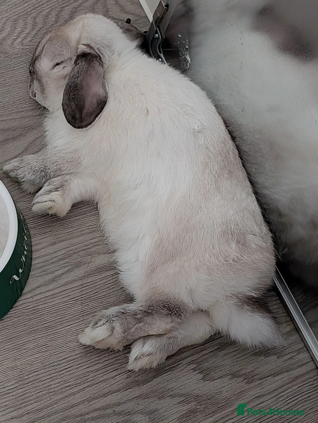 Mini Lop rabbits for sale: Mini Lop for adoption  in Cambridge - Advert 2