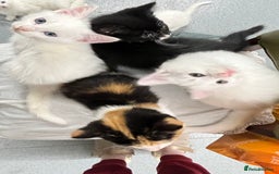 Turkish Angora cats for sale: Adorable 8-Week-Old Kittens Ready Now 🐾 - Image 2
