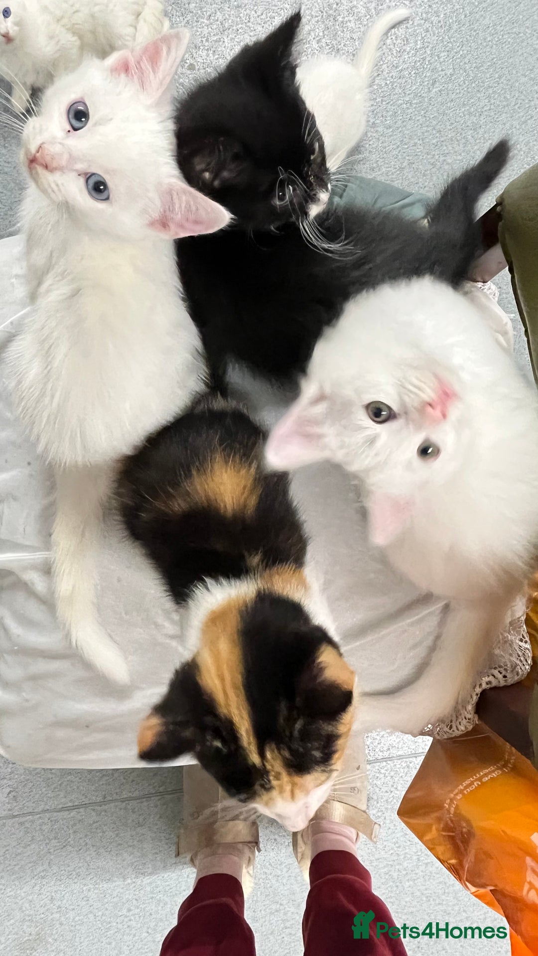 Turkish Angora cats for sale: Adorable 8-Week-Old Kittens Ready Now 🐾 - Image 2