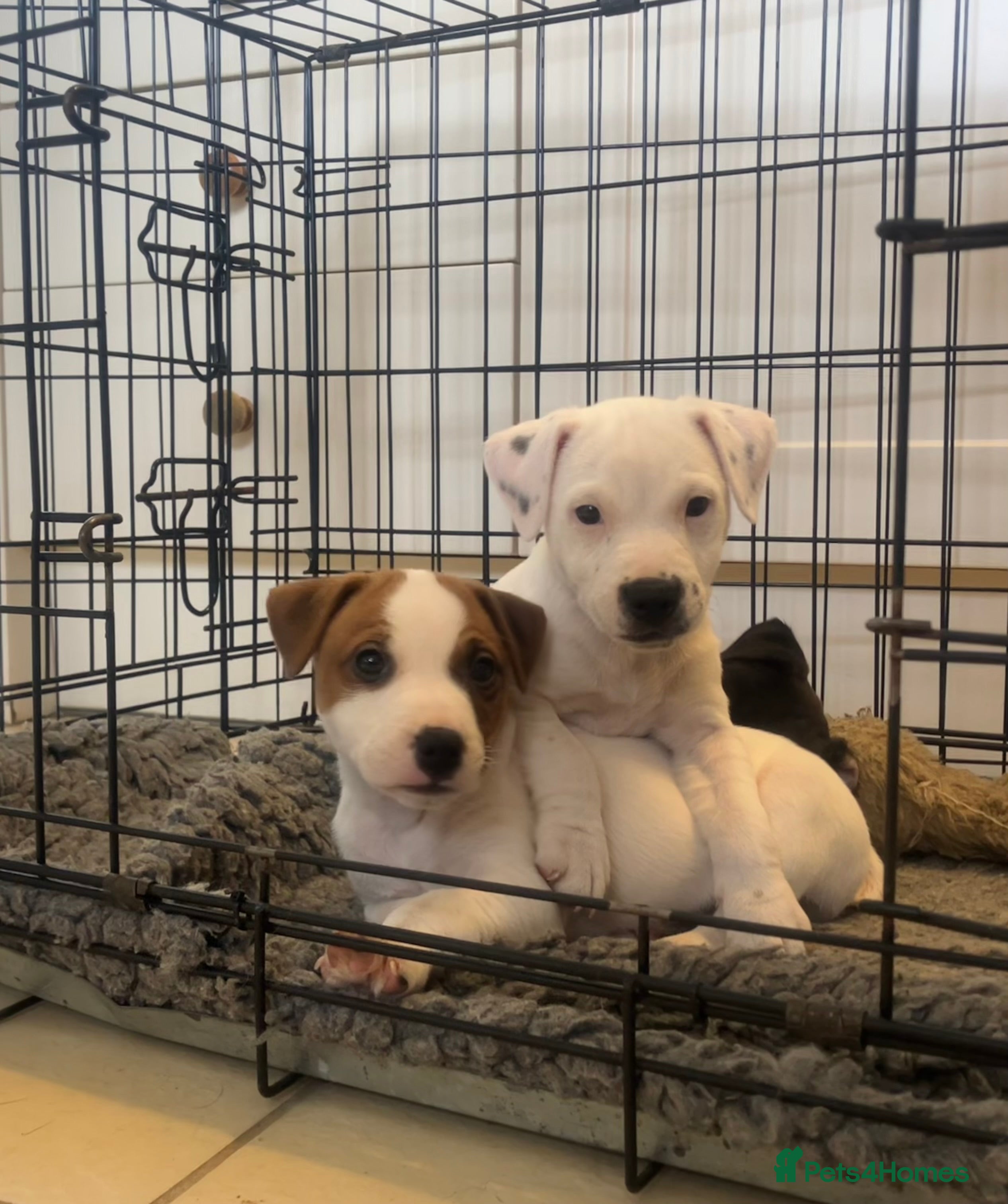 Parson Russell dogs 3/4 Parson Russell X 1/4 Patterdale  - Advert 11