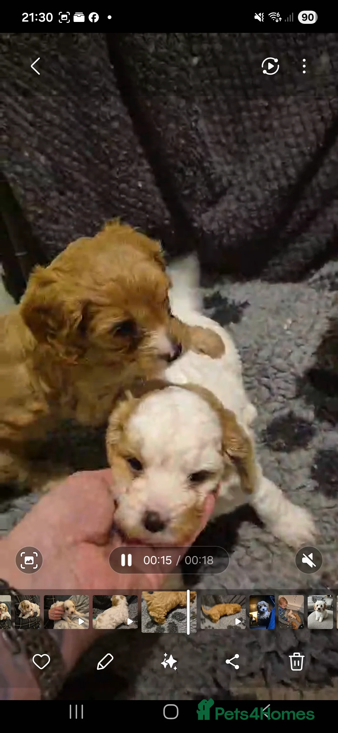 Cavapoo dogs for sale: Stunning Toy Cavapoo pups DNA Health tested CLEAR - Advert 12